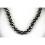 A single row necklace of dark grey / black 8.5mm cultured pearls, necklace L. 40cm.