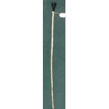 A late 19th century shark invertebrate walking cane.