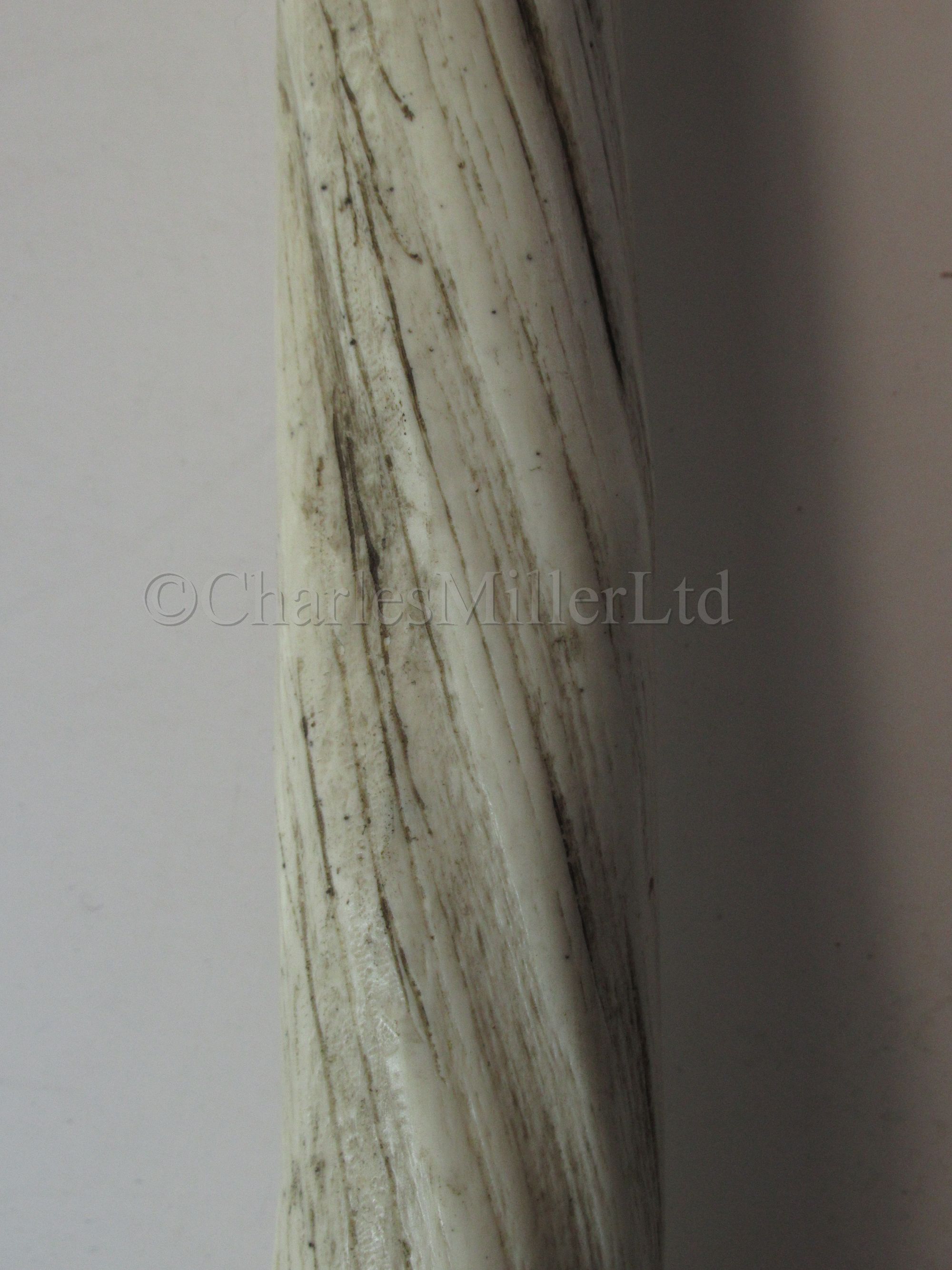 A FACSIMILE NARWHAL TUSK, MODERN - Image 3 of 3