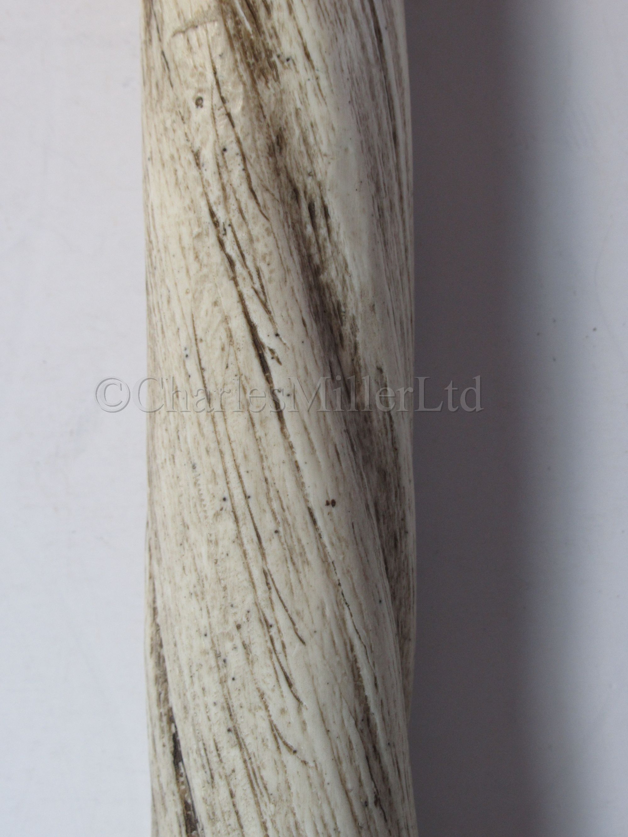 A FACSIMILE NARWHAL TUSK, MODERN - Image 2 of 3