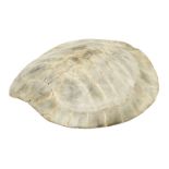 Ø A MID-19TH CENTURY SOUTH AMERICAN RIVER TURTLE [PODOCNEMIS EXPANSA] CARAPACE