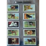 Dogs collection full set of 48 Gallaher Ltd cigarette cards featuring some much loved dog breeds