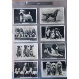 Dogs collection full set of Senior Service black and white cigarette cards featuring well known