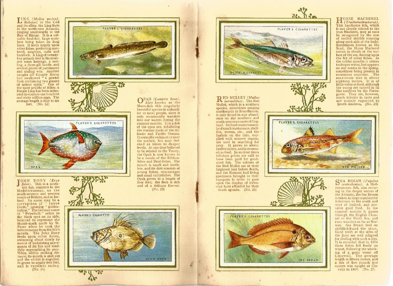 Sea Fishes cigarette card collection from John player and sons in album. 50 cards full set from - Image 2 of 2