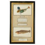 Four hand coloured plates of exotic fish,