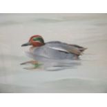 Rex Flood (British, 20th Century), Teal; and Wigeon, both signed lower left "Rex Flood 1972),