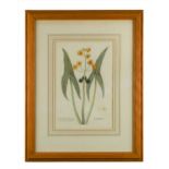 A group of decorative botanical etchings,
