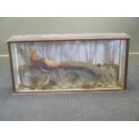 A taxidermy Lady Amherst Pheasant, cased 48 x 99 x 22cm