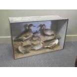 Ducks and a snipe taxidermy group, cased 60 x 94 x 34cm