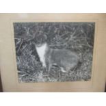 Eric Hosking OBE set of six silver gelatin wildlife photographs