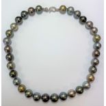 A row of multi coloured Tahitian South Sea cultured pearls,