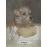 English School c1910-20: Rags - portrait of a terrier (unfinished), oils on canvasboard, 36cm x 26.