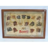 An oak framed and glazed Bovril pictorial showcard depicting 'The 17 types of Standard Cattle', 29 x