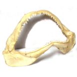 Sharks jaw bone and teeth
