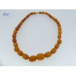 A graduated string of oval Amber Beads, the thirty-four beads in burnt orange colour, largest 20mm