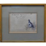 Archibald Thorburn (British, 1860-1935), Grey Partridge, watercolour sketch, signed in ink "