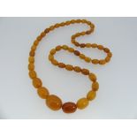 A string of graduated oval Amber Beads, the fifty five beads of a dark butterscotch colour,