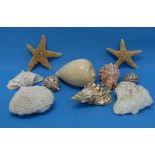 A small collection of Sea Shells, including Tulip Shells, 'coffee bean' shells, white coral,