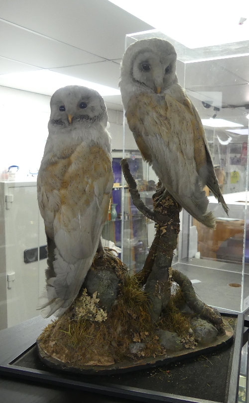 Taxidermy; An early 20thC study of a pair of Barn Owls, on a naturalistic oval base, all contained