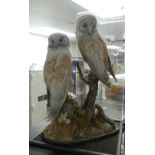 Taxidermy; An early 20thC study of a pair of Barn Owls, on a naturalistic oval base, all contained