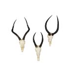 TWO SETS OF IMPALA HORNS AND A PAIR OF BLESBUCK HORNS