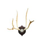 A SET OF PERE DAVID'S DEER ANTLERS BY ROLAND WARD