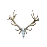 A SET OF RED DEER ANTLERS