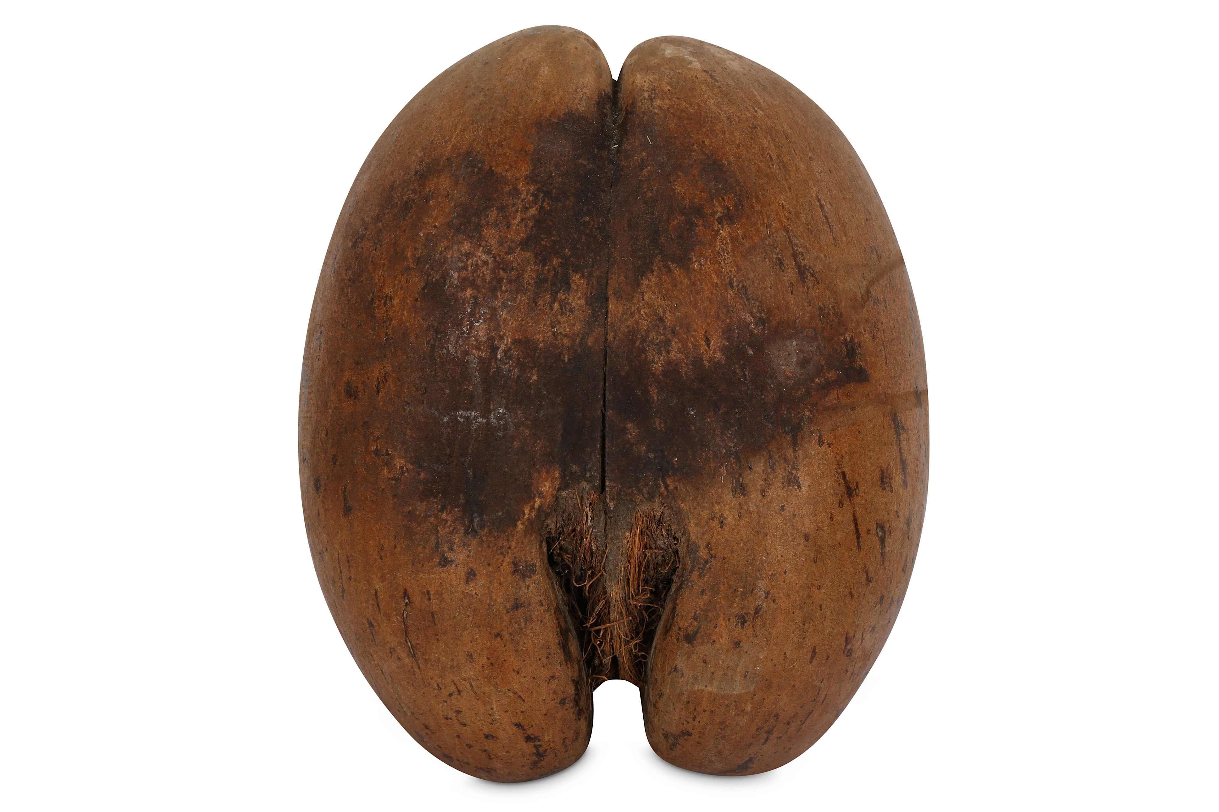 A POLISHED COCO DE MER NUT (LODOICEA MALDIVICA) - Image 2 of 3