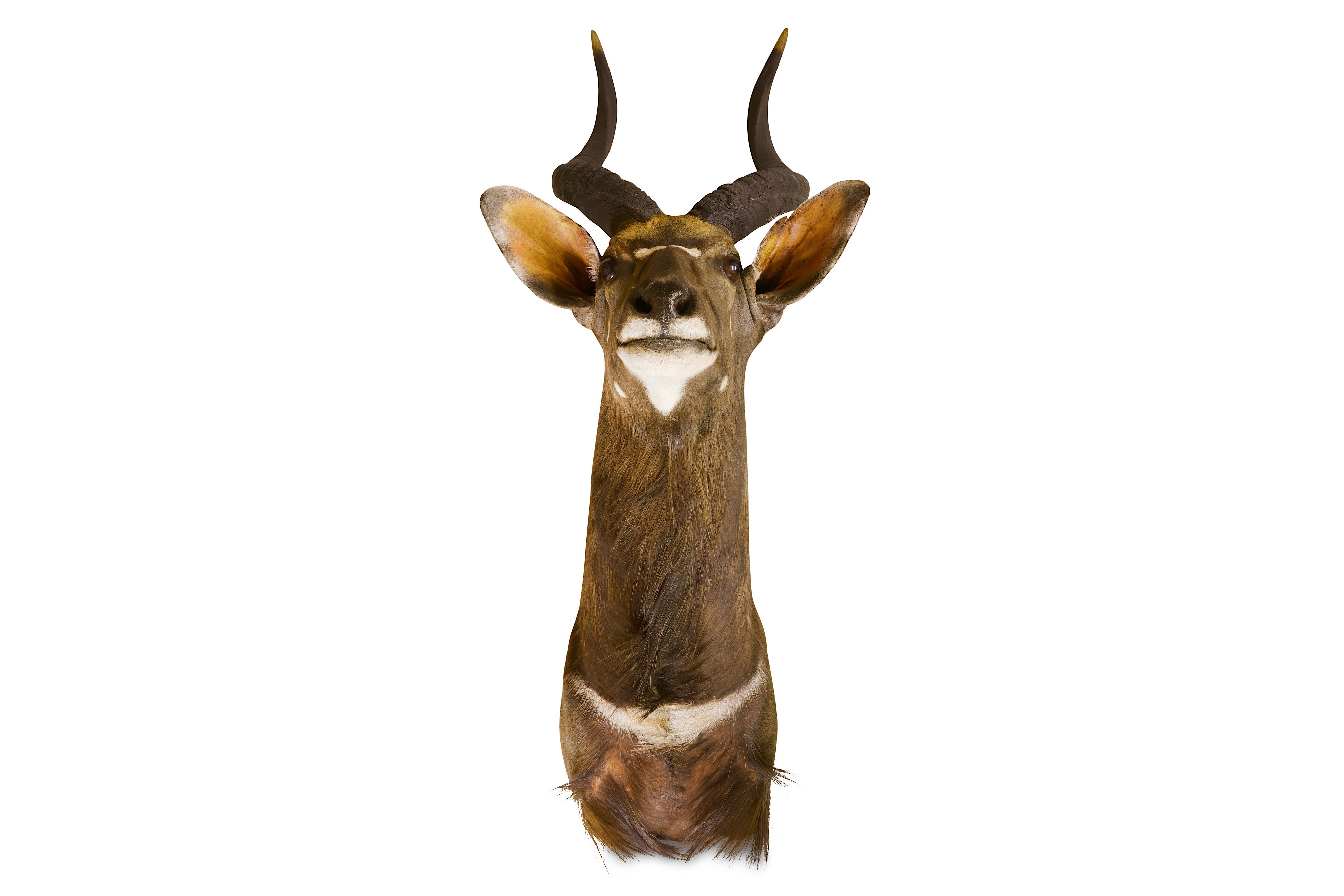 TAXIDERMY: A NYALA SHOULDER MOUNT, MODERN