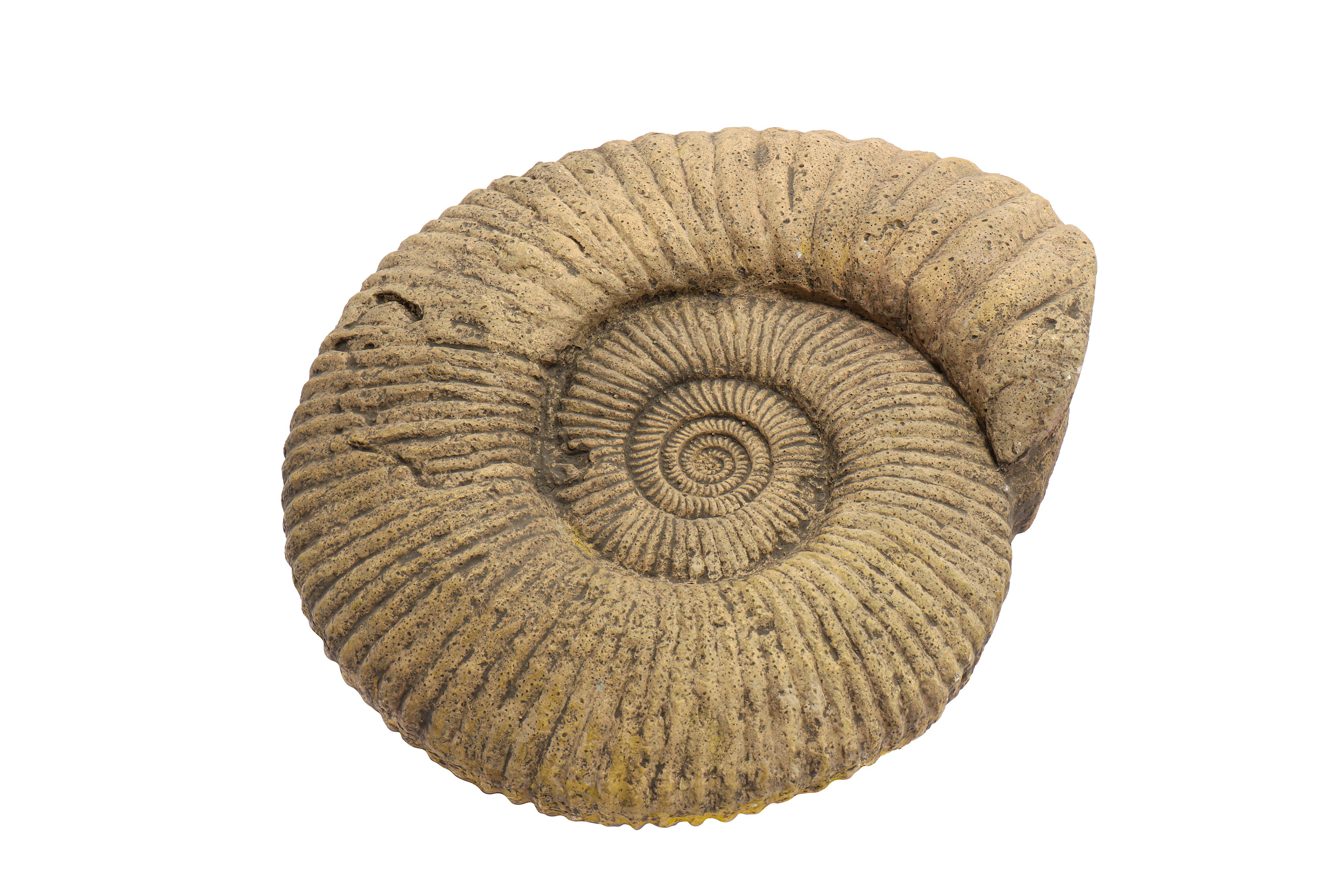 A LARGE AMMONITE FOSSIL - Image 2 of 2