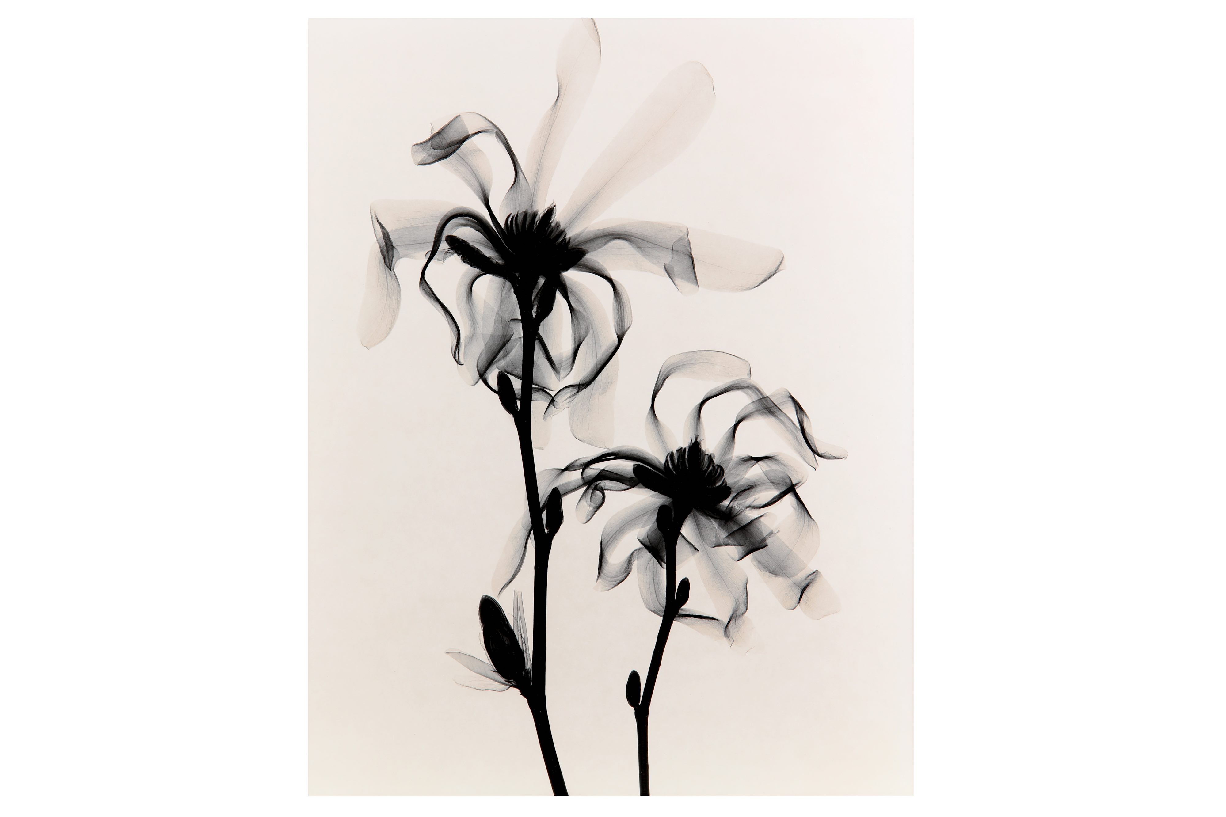 OPTIC EXPLORATION: MAGNOLIA STELLATA (STAR MAGNOLIA), 2000,