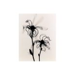 OPTIC EXPLORATION: MAGNOLIA STELLATA (STAR MAGNOLIA), 2000,