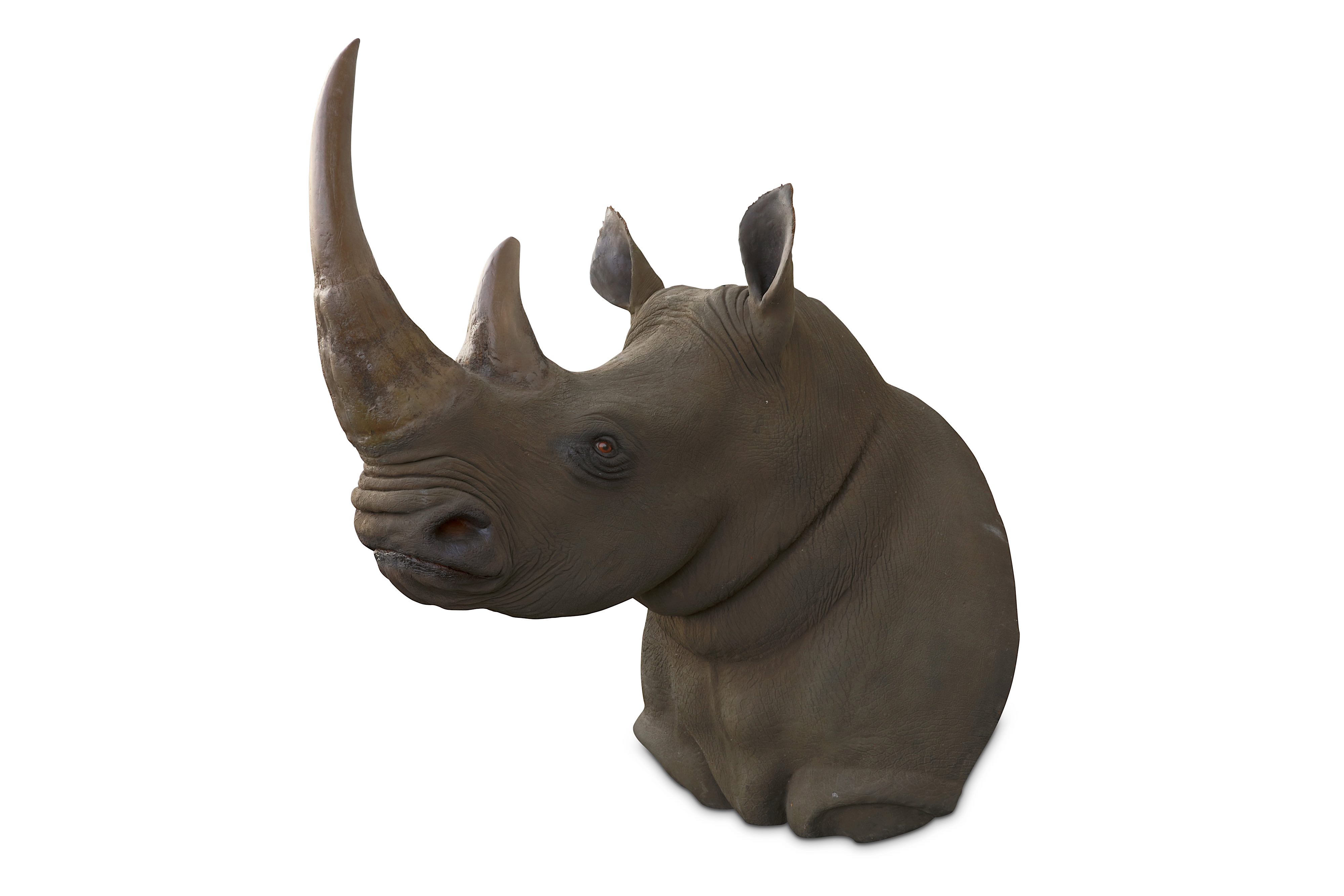 TAXIDERMY INTEREST: AN IMPRESSIVE LIFESIZE MODEL OF A SOUTHERN RHINOCEROUS SHOULDER MOUNT