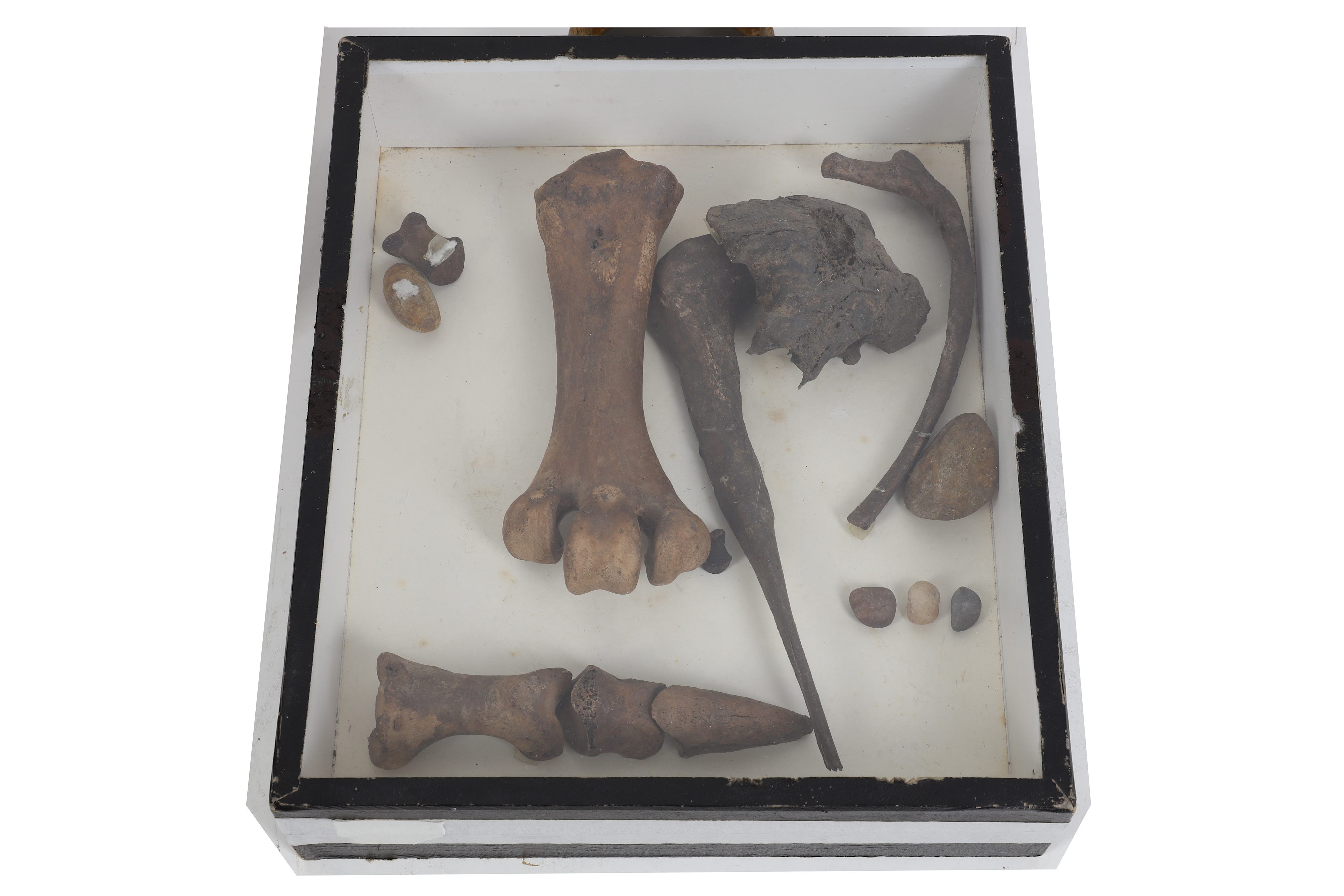 A RARE SELECTION OF BONES FROM THE EXTINCT MOA BIRD, EX-MUSEUM - Image 3 of 3