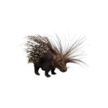 TAXIDERMY: A CAPE PORCUPINE (HYSTRIX AFRICAEAUSTRALIS), FULL MOUNT