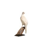 A TAXIDERMY WHITE PHEASANT ON A BRANCH