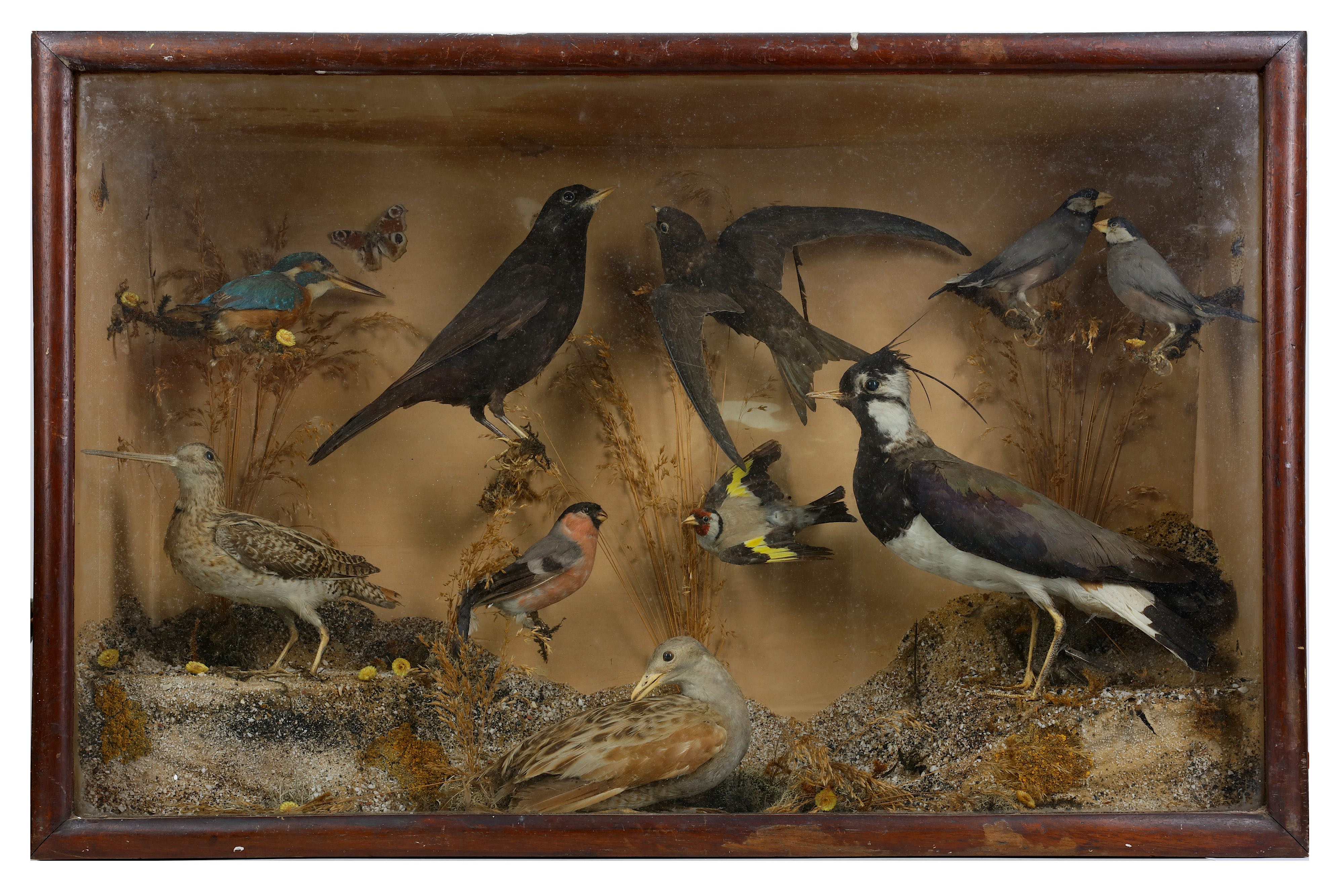 TAXIDERMY: A LATE 19TH / EARLY 20TH CENTURY DISPLAY OF VARIOUS ENGLISH BIRDS