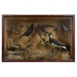 TAXIDERMY: A LATE 19TH / EARLY 20TH CENTURY DISPLAY OF VARIOUS ENGLISH BIRDS