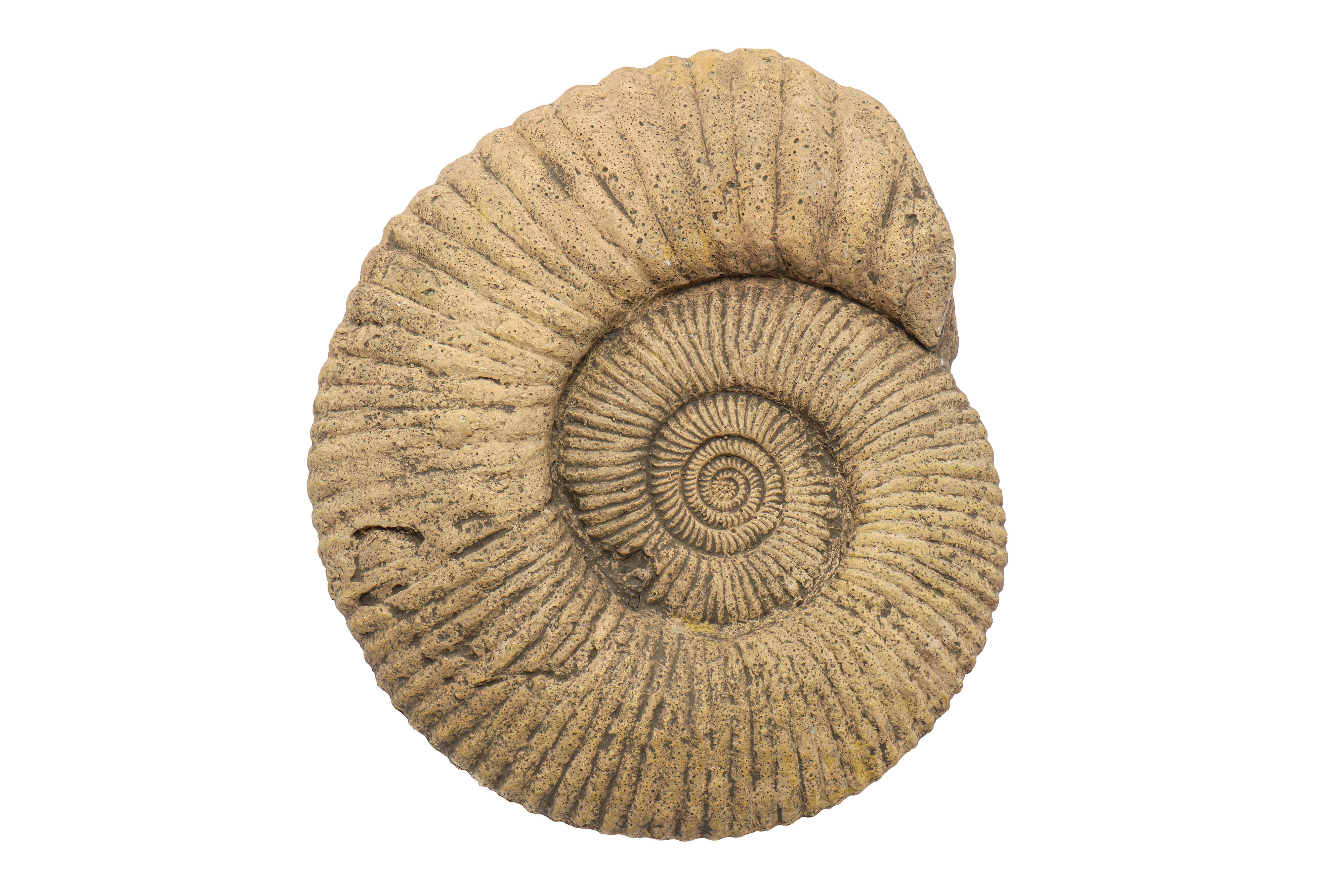 A LARGE AMMONITE FOSSIL