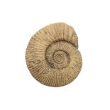 A LARGE AMMONITE FOSSIL