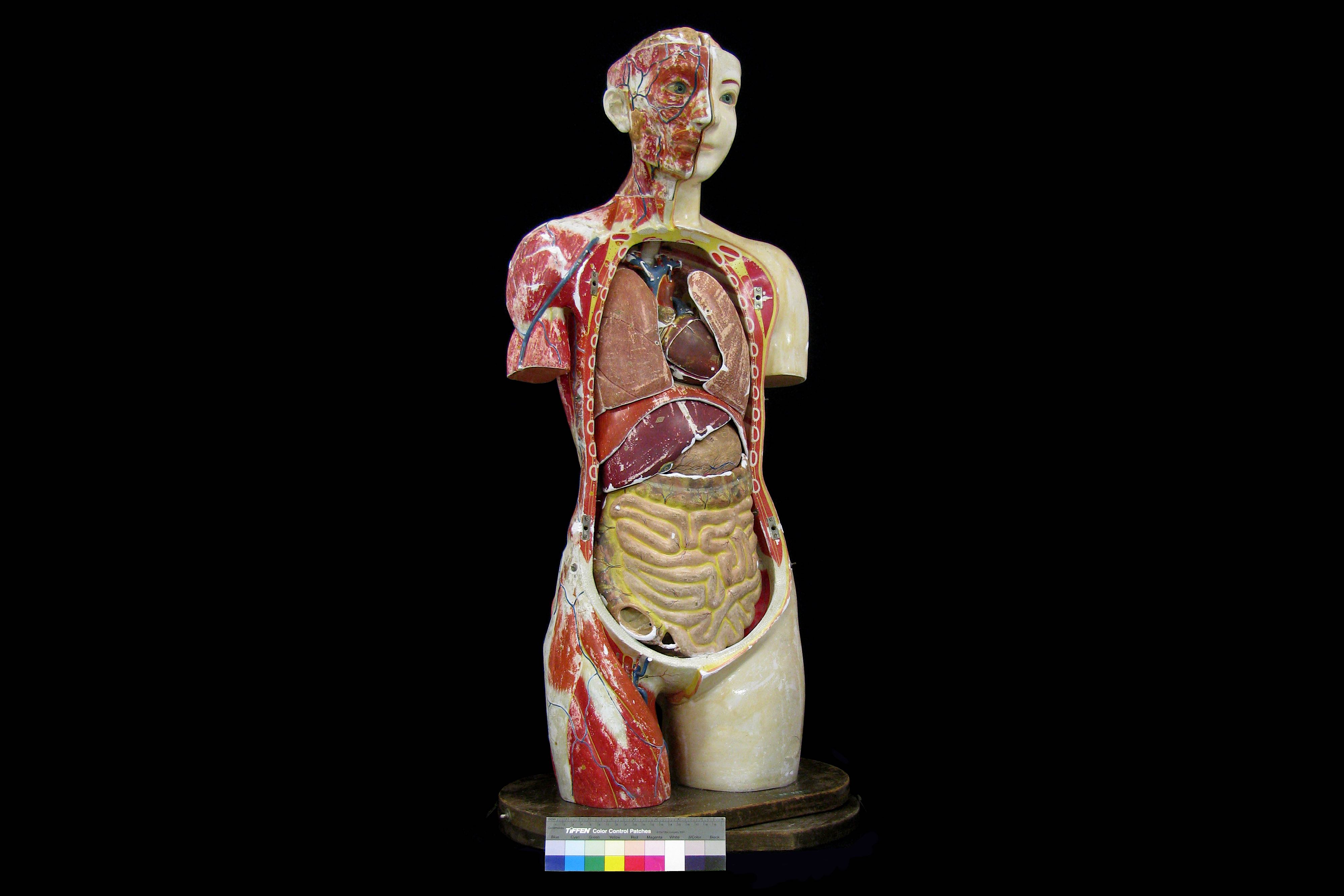 A FINE 1930'S JAPANESE LIFE-SIZE ANATOMICAL MODEL TORSO OF THE FEMALE FIGURE PRODUCED IN 1934 BY THE - Image 8 of 9