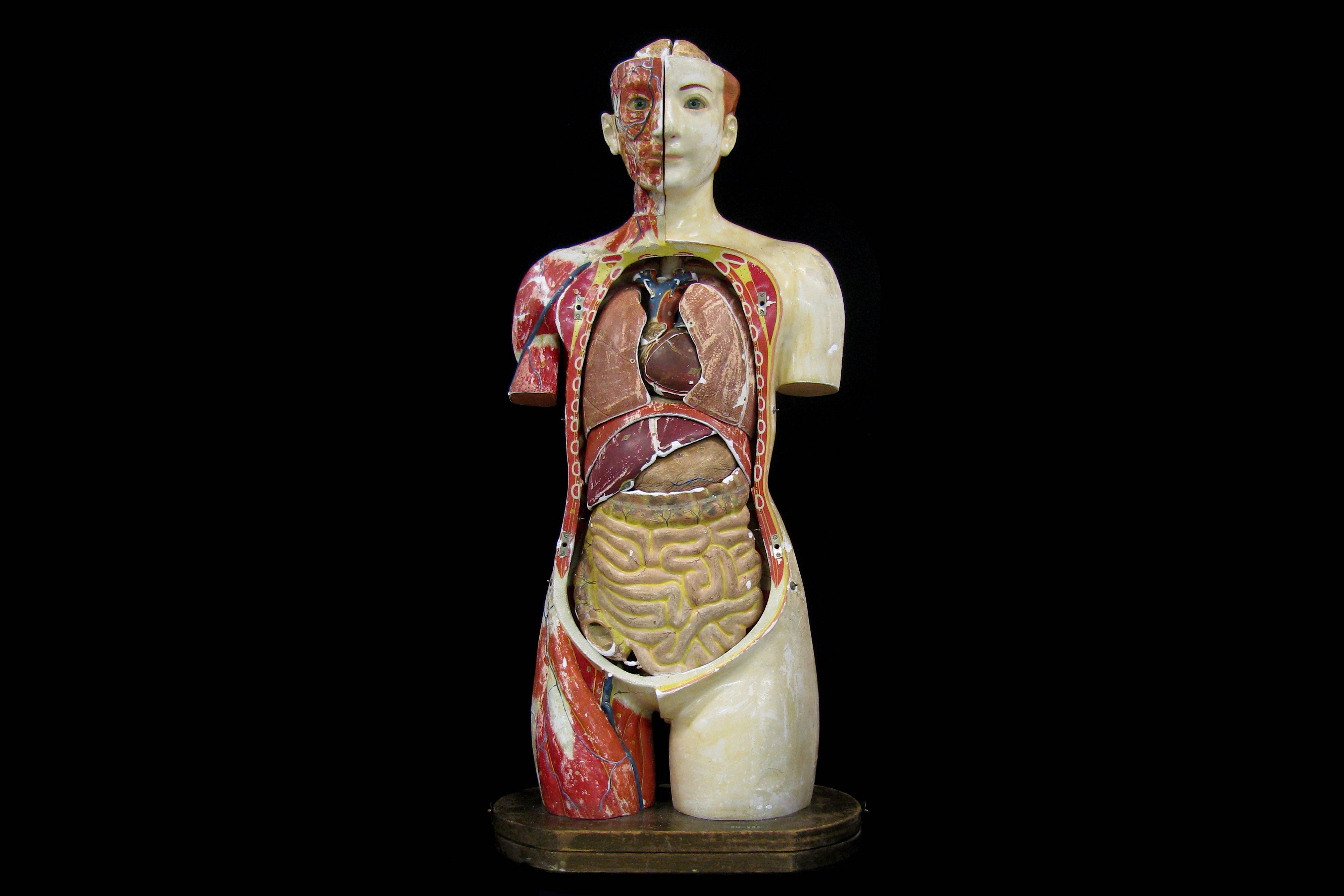 A FINE 1930'S JAPANESE LIFE-SIZE ANATOMICAL MODEL TORSO OF THE FEMALE FIGURE PRODUCED IN 1934 BY THE