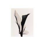 OPTIC EXPLORATION: ZANDESCHIA NO 2 (CALLA LILY), 2002