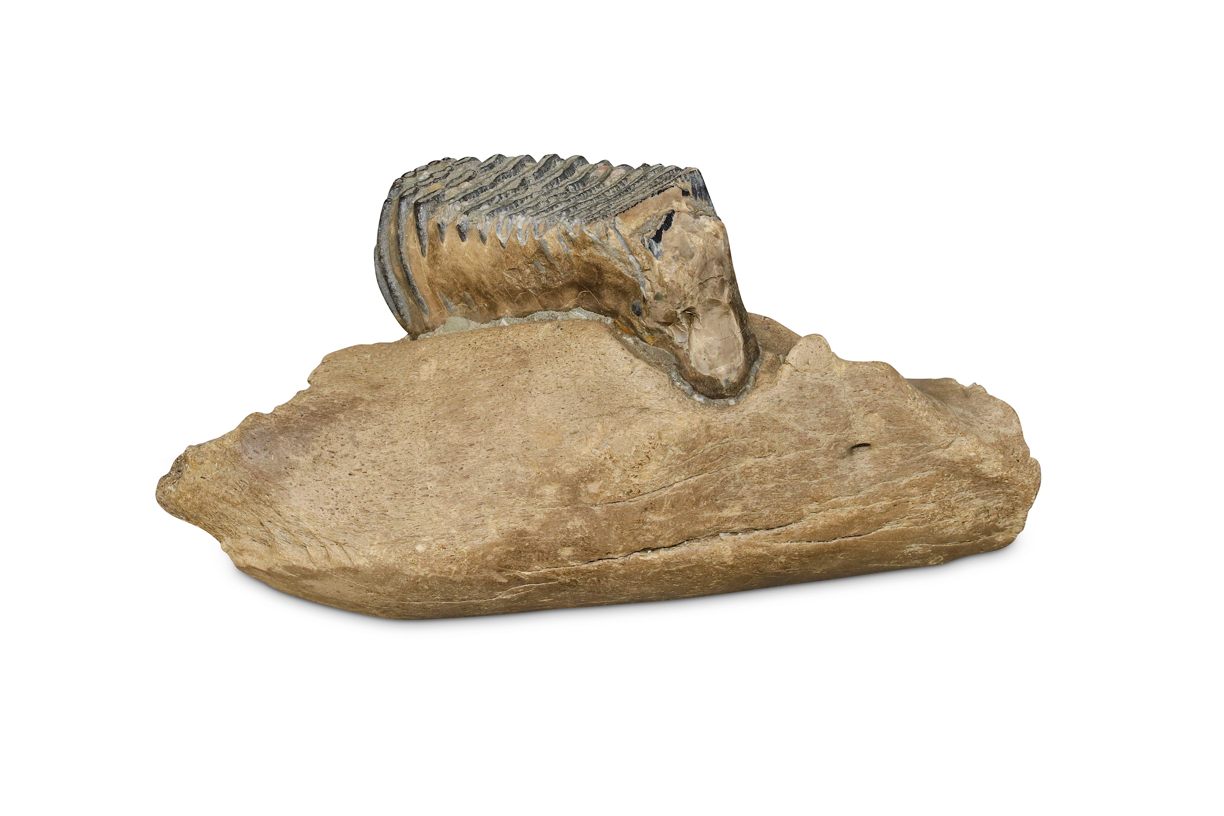 WOOLLY MAMMOTH (MAMMUTHUS PRIMIGENIUS), A MOLAR LOWER JAW - Image 2 of 2