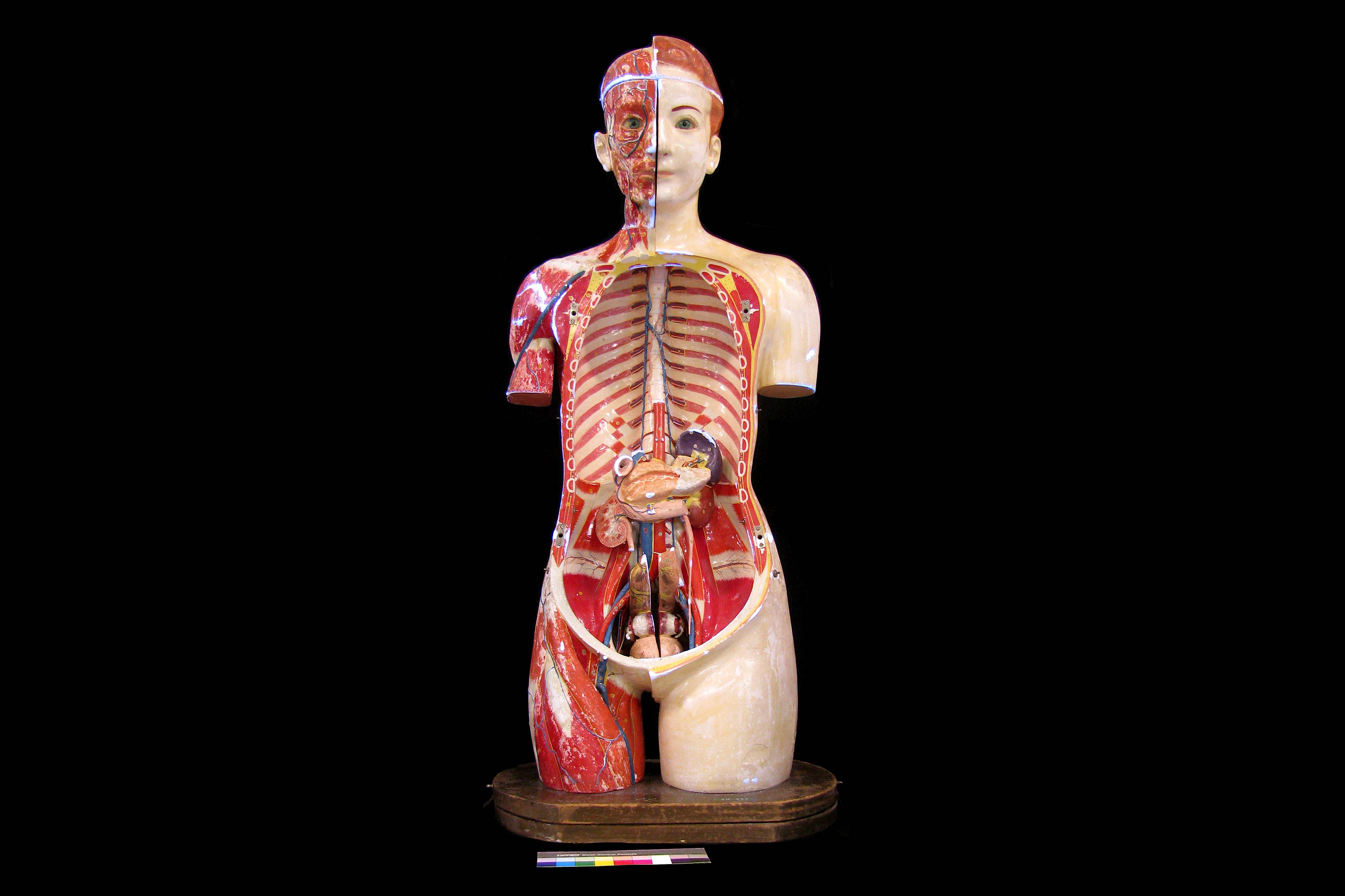 A FINE 1930'S JAPANESE LIFE-SIZE ANATOMICAL MODEL TORSO OF THE FEMALE FIGURE PRODUCED IN 1934 BY THE - Image 9 of 9