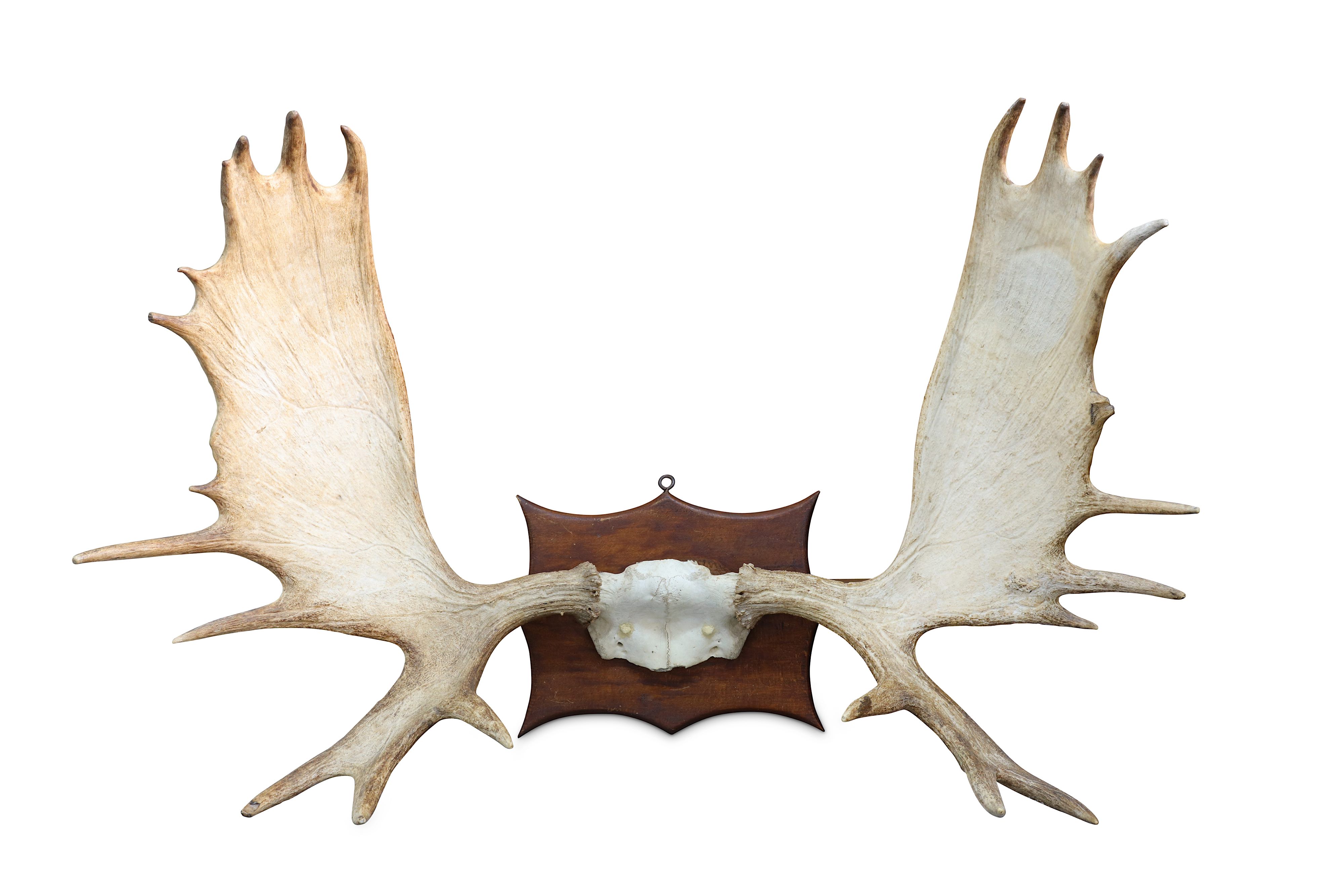 A SET OF RECORD CLASS AMERICAN MOOSE ANTLERS