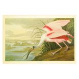 Audubon (John, J., after) Roseate Spoonbill