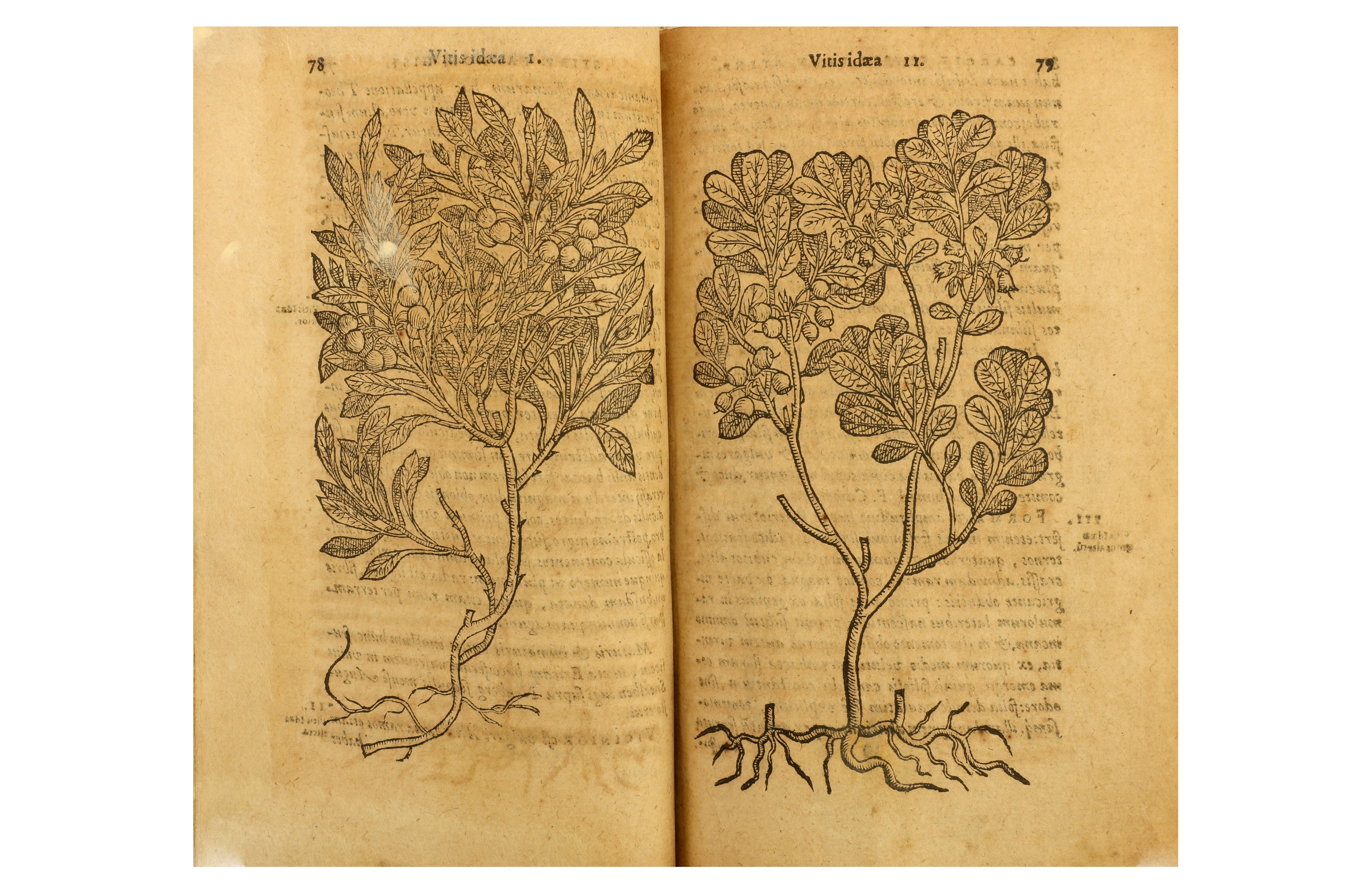 Botany.- Clusius (Carolus, pseud. of L'ecluse, Charles de)