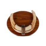 FOUR WART HOG TROPHY TUSKS