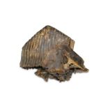 WOOLLY MAMMOTH (MAMMUTHUS PRIMIGENIUS), A MOLAR UPPER JAW